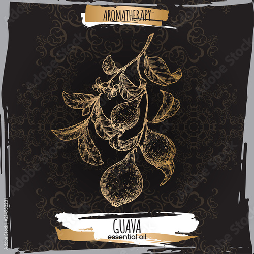 Psidium guajava aka guava branch sketch on black lace background.