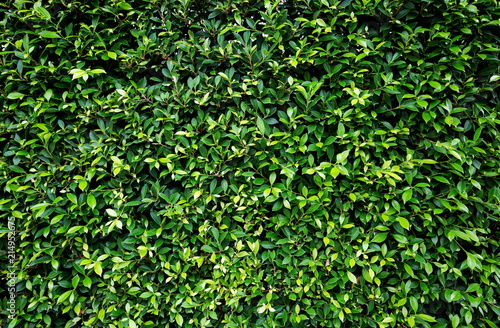 Green leaves texture and background.