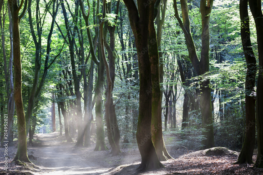 Obraz premium Tańczące drzewa w Speulderbos w Holandii
