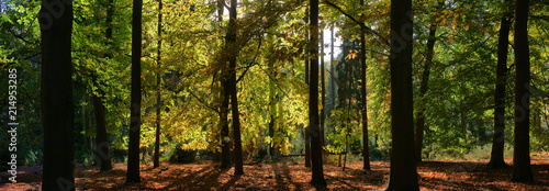 panoramic view of a forest in early autumn