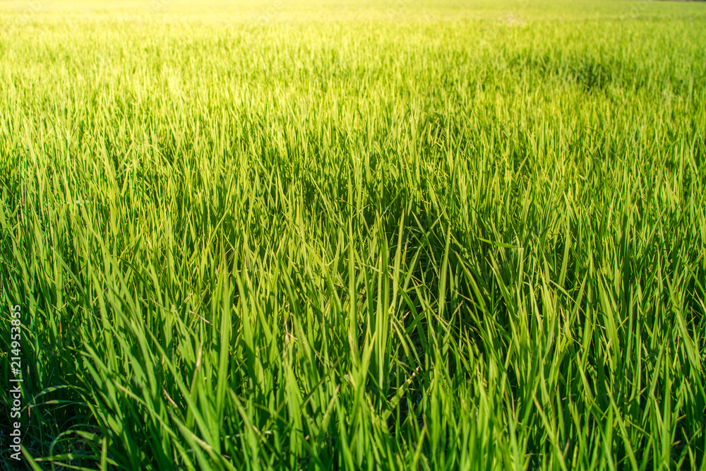 Rice field looks like Green grass. Everywhere is light Green