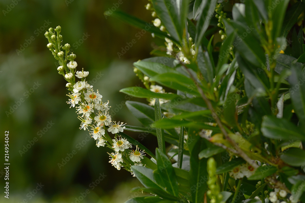 Kirschlorbeer; Lorbeerkirsche; Prunus laurocerasus Kirschlorbeer; Lorbeerkirsche; Prunus laurocerasus