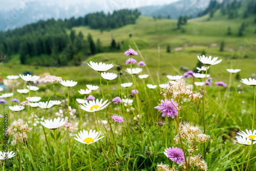 Daisy meadow and mountains in the background. Beutiful Landscape in Italian Dolomites Mountains. Daisies Flowers on the mountains. White mountain flowers. Italian Dolomites landscapem. Mountain Lake photo