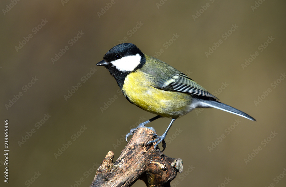 Fototapeta premium Kohlmeise; Parus major; great tit;