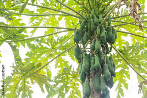 Raw papaya