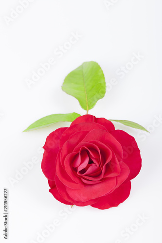 A red rose with some leaves isolated on white