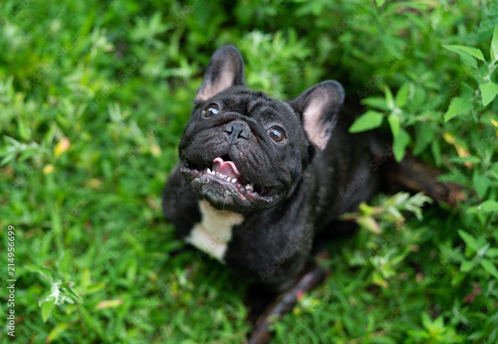 French bulldog