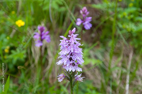 Geflecktes Knabenkraut