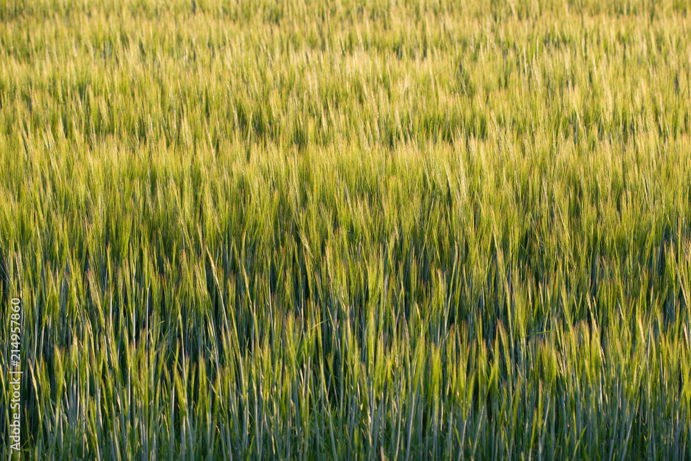A field of ripening rye on a sunny day. Rural background