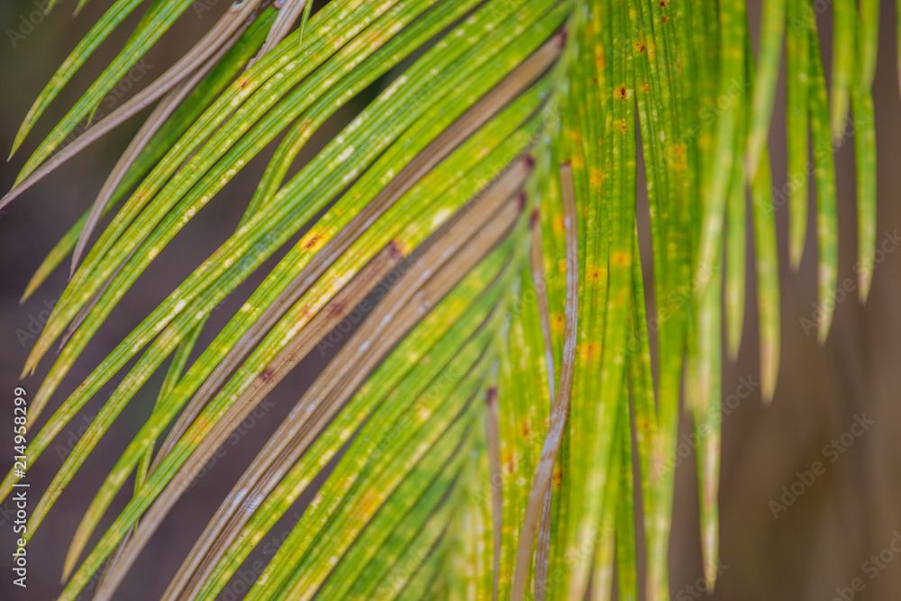Fototapeta premium Palm trees in the garden