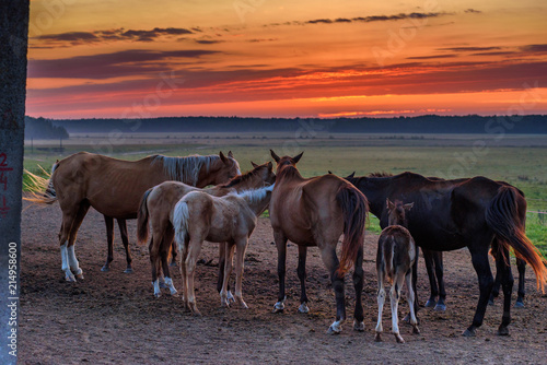 a herd of horses on the field in the early morning at dawn