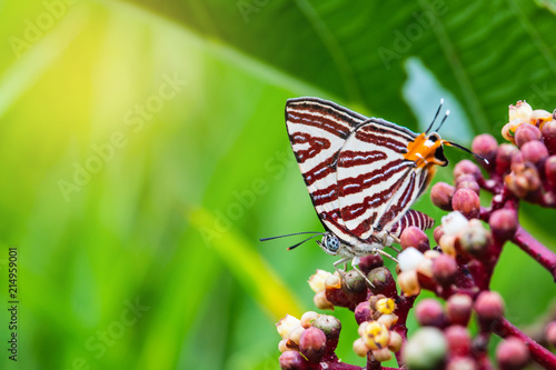 A little butterfly on the flower.