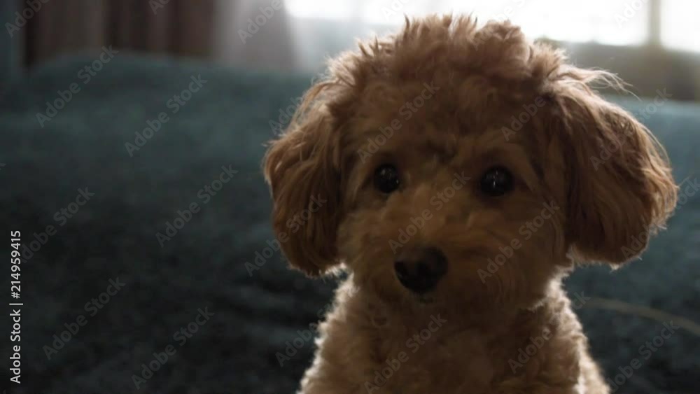 Scruffy Brown poodle puppy smelling the air on the couch. Scruffy Brown poodle puppy smelling the air on the couch.