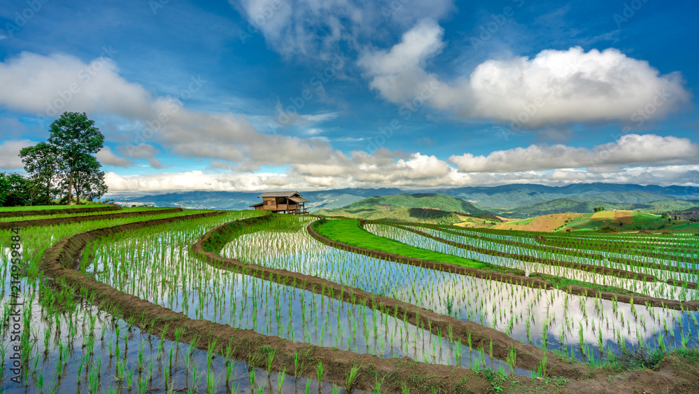Rice Terrace Landscape