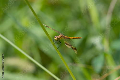 libellula su un filo d'erba