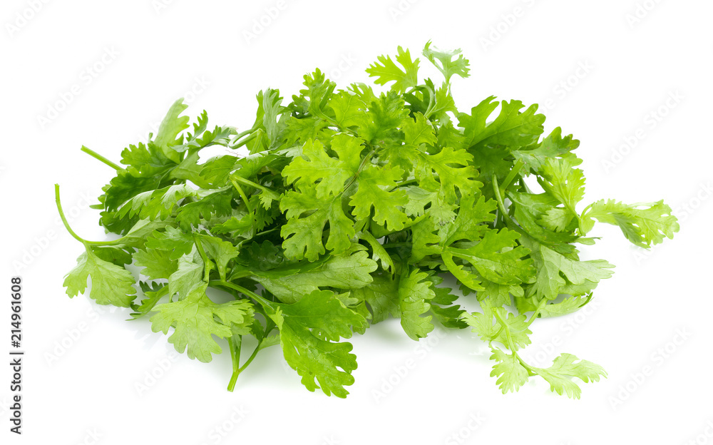 fresh coriander leaves on white background fresh coriander leaves on white background
