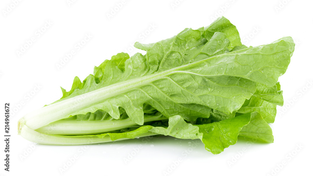 fresh chinese cabbage on white background fresh chinese cabbage on white background