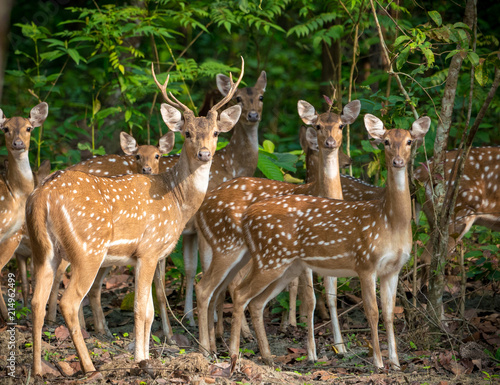 Sika or spotted deers herd in the jungle © Arsgera