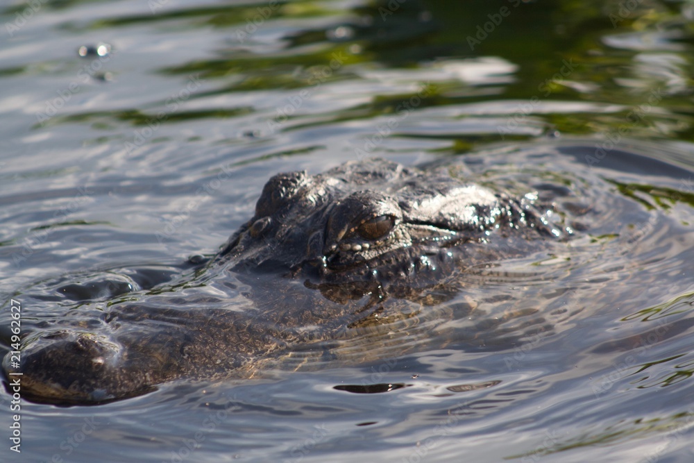 Fototapeta premium alligator