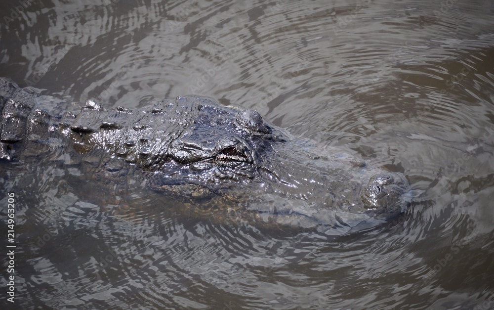 Fototapeta premium Alligator in the water with eyes out