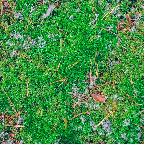 Lush moss in a forest © InfinitumProdux