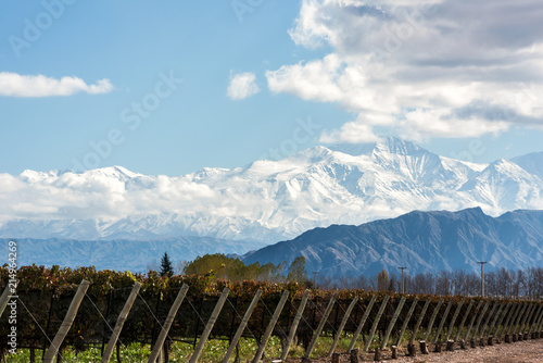 Early morning in the late autumn: Volcano Aconcagua Cordillera and Vineyard. Andes mountain range, in the Argentine province of Mendoza