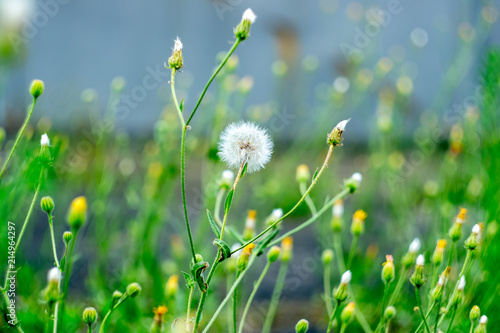 Beautiful white dandelion in the grass
