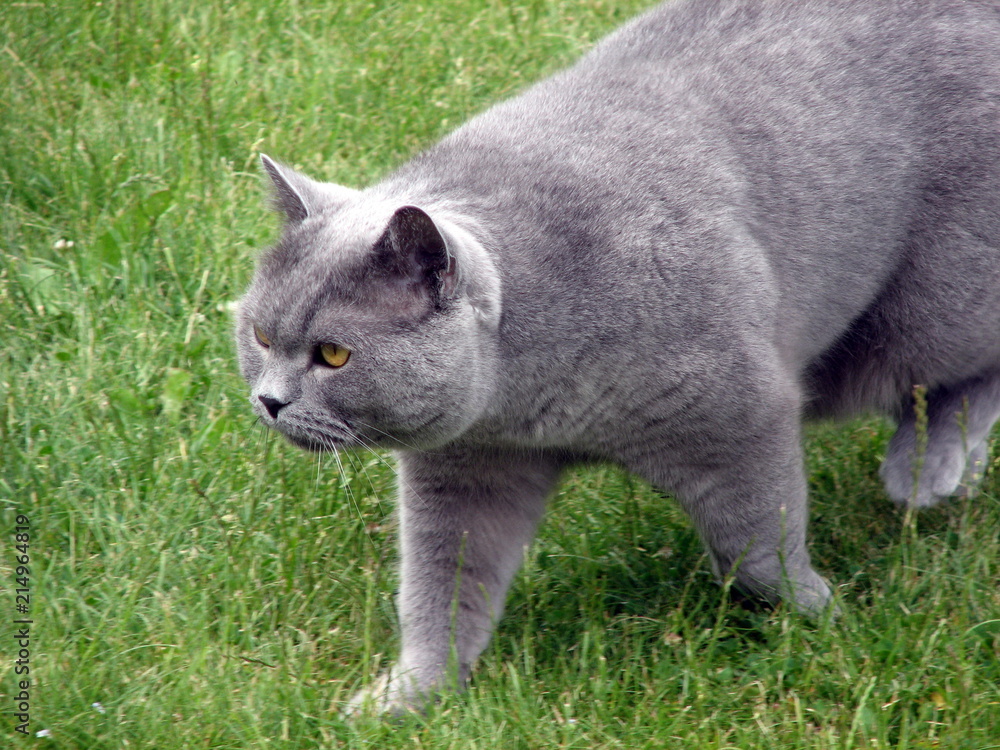 Great British Gray cat on the grass