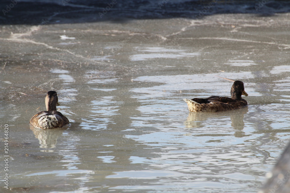 Swimming ducks Swimming ducks