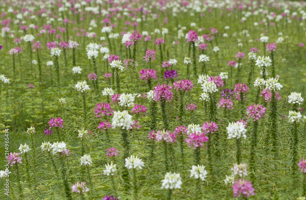 Obraz premium Spider flower field