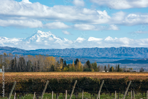 Early morning in the late autumn: Volcano Aconcagua Cordillera and Vineyard. Andes mountain range, in the Argentine province of Mendoza photo