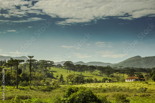 Campo de arauc  rias