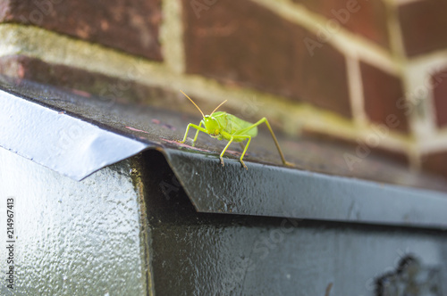 Baby grasshopper on a black mailbox