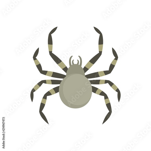 Tarantum spider icon. Flat illustration of tarantum spider vector icon for web isolated on white