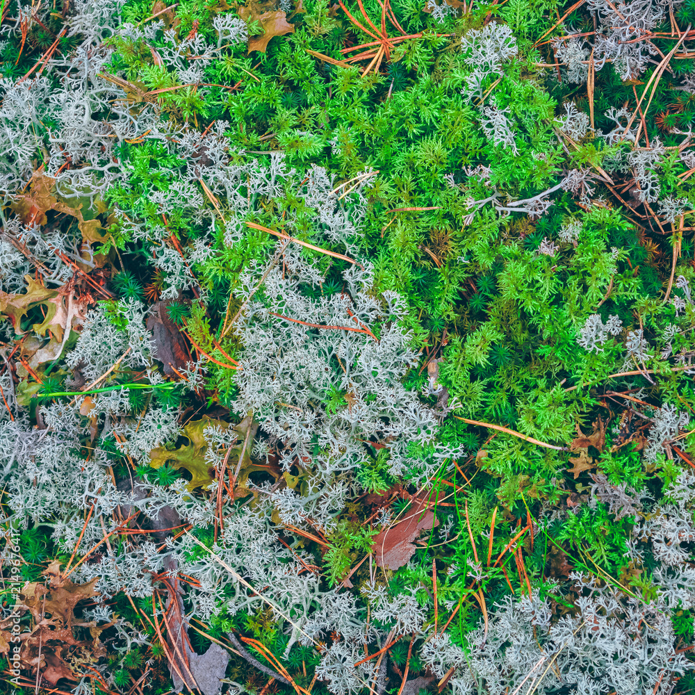 Lush moss in a forest Lush moss in a forest