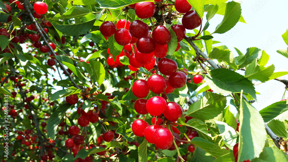bright red cherries on branches