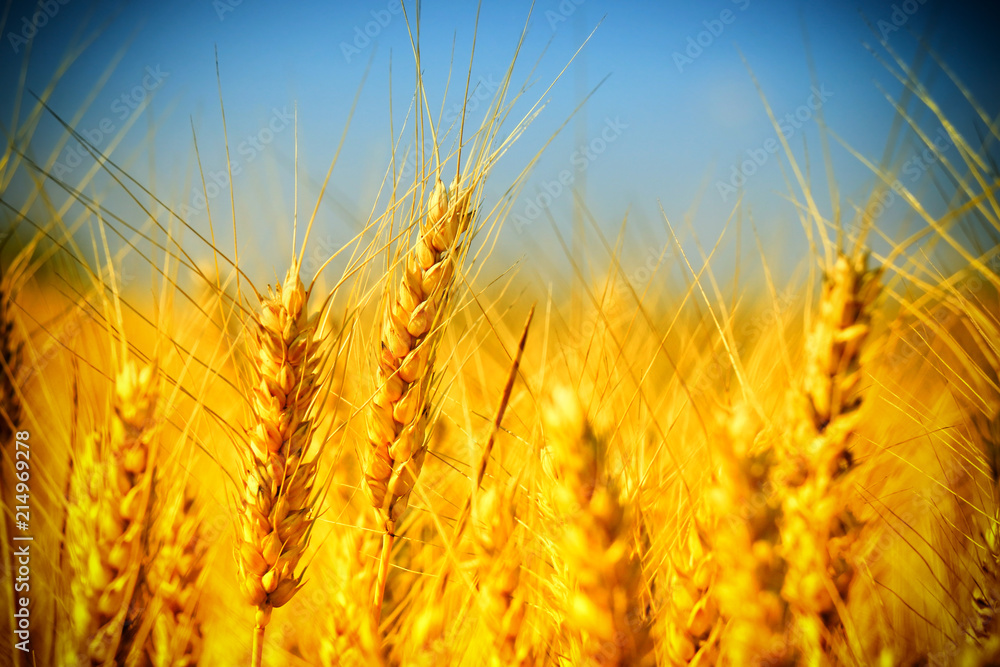 Wheat field. Ears of golden wheat close up. Wheat field. Ears of golden wheat close up.