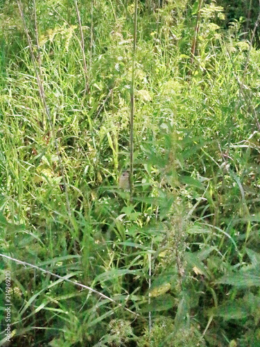dense thickets of nettle on a summer day
