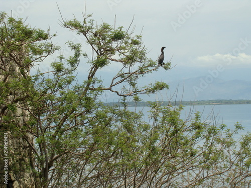 Cormorant