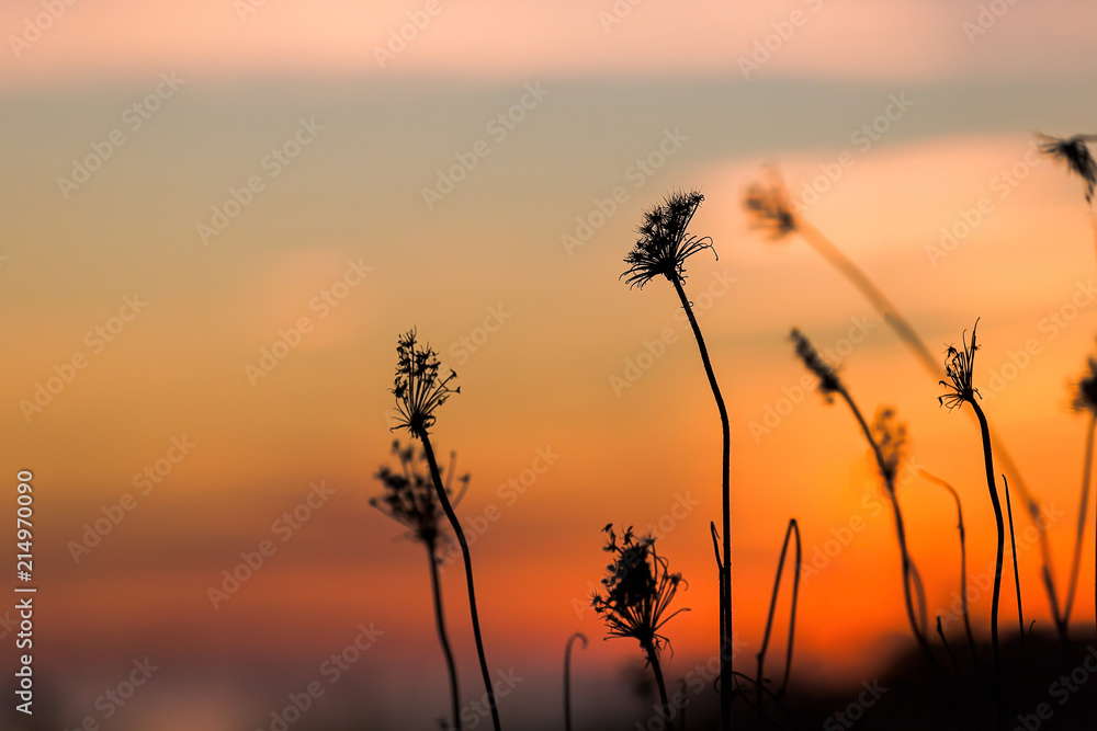 Dried dead weeds silhouetted against a sunset.
