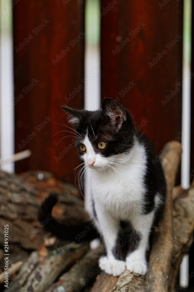 Black and wihte cat