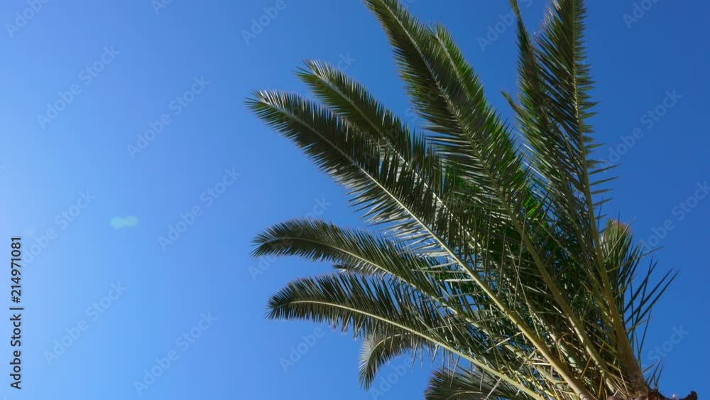 Palm tree branches swaying on wind against bright sky Palm tree branches swaying on wind against bright sky