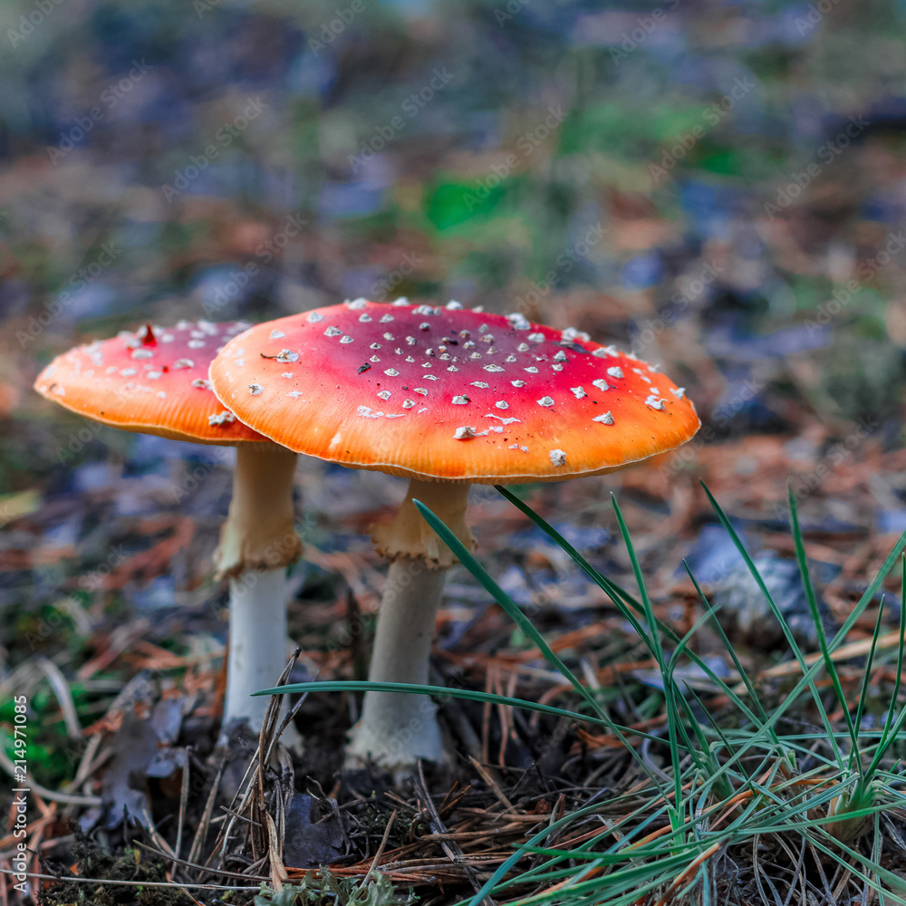 Red poisonous Amanita mushrooms Red poisonous Amanita mushrooms
