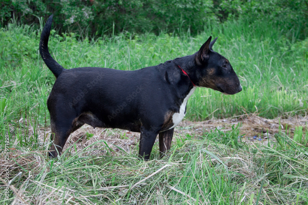 Cute english bull terrier is standing on a green meadow. Pet animals.