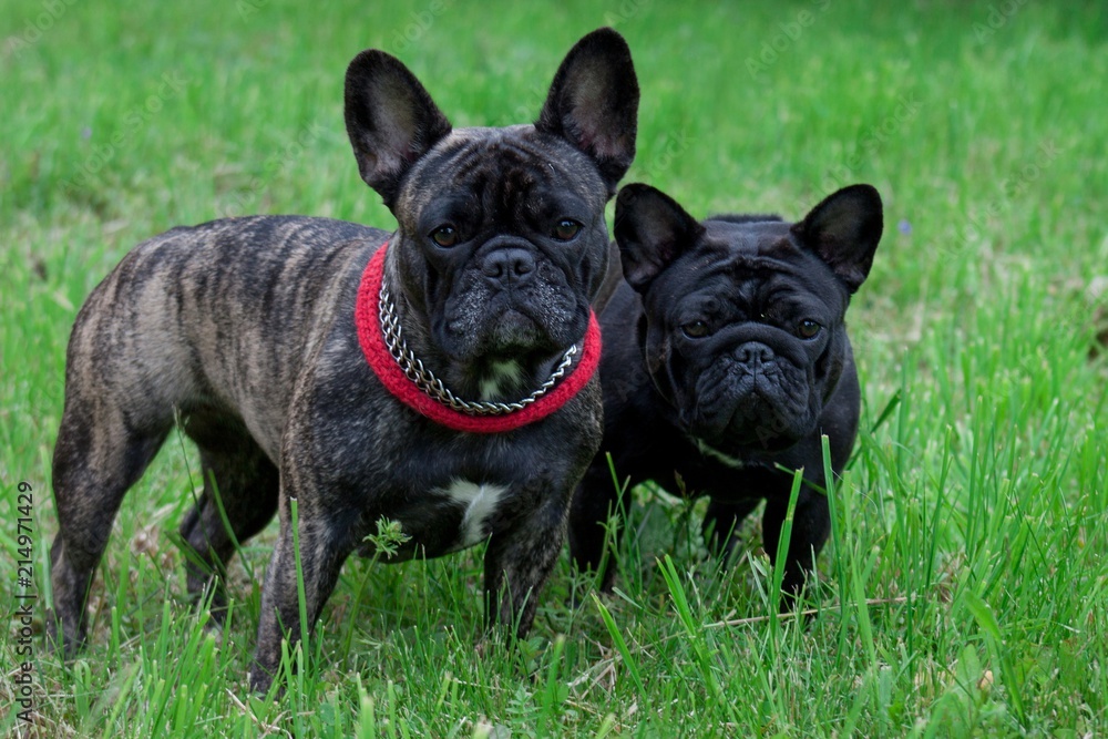 Two cute french bulldogs is looking at the camera. Pet animals.