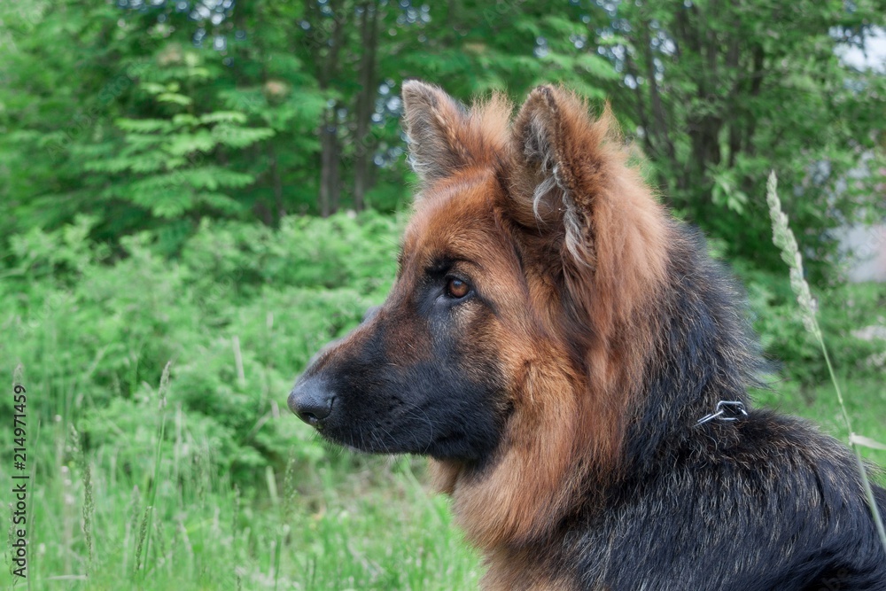 Longhair sheepdog is sitting on the green meadow. Pet animals. Longhair sheepdog is sitting on the green meadow. Pet animals.