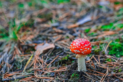 Red poisonous Amanita mushroom