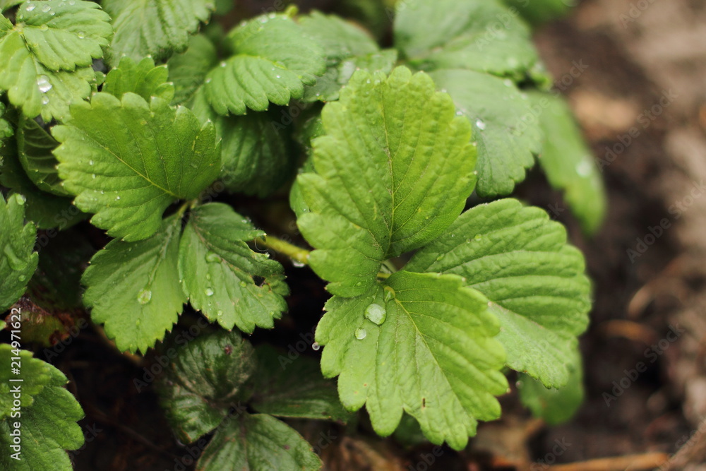 Fresh strawberry plant from farm. Strawberry field. Garden-bed Plantation of sweet and healthy berries on a sunny day. Organically cultivated plantation. Fresh strawberry plant from farm. Strawberry field. Garden-bed Plantation of sweet and healthy berries on a sunny day. Organically cultivated plantation.