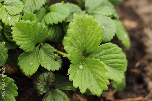 Wallpaper Mural Fresh  strawberry plant from farm. Strawberry field. Garden-bed  Plantation of sweet and healthy berries on a sunny day. Organically cultivated plantation. Torontodigital.ca