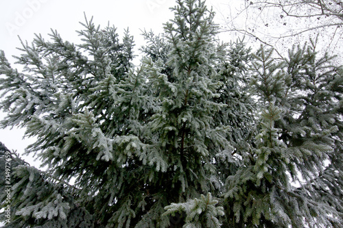Group of frosty spruce trees in snow at finnish winter. © Elena Noeva